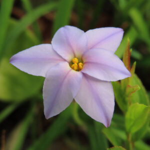 ハナニラの春に咲く星形花を撮影した花写真