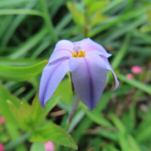 ハナニラの春に咲く星形花を撮影した花写真