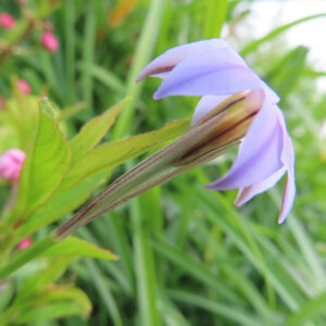 ハナニラの春に咲く星形花を撮影した花写真