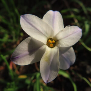 ハナニラの春に咲く星形花を撮影した花写真
