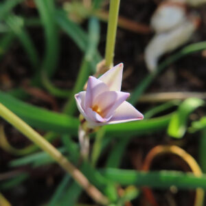 ハナニラの春に咲く星形花を撮影した花写真
