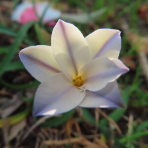 ハナニラの春に咲く星形花を撮影した花写真
