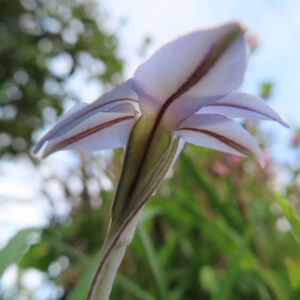 ハナニラの春に咲く星形花を撮影した花写真