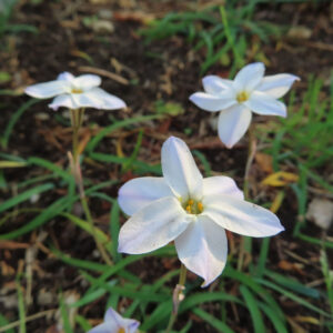 ハナニラの春に咲く星形花を撮影した花写真