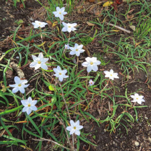 ハナニラの春に咲く星形花を撮影した花写真