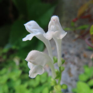 白いタツナミソウの花を柔らかな光の中で接写した写真。毛のある白い花弁が繊細に立ち上がり、淡い緑の背景に浮かび上がる