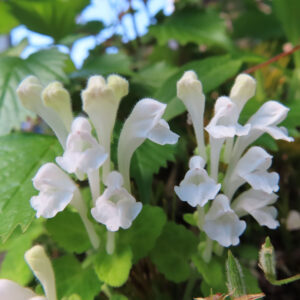 白いタツナミソウの花が群れて咲く様子を接写した写真。毛のある白い花弁と淡い色のつぼみが並び、緑の葉の前で柔らかく際立つマクロ撮影
