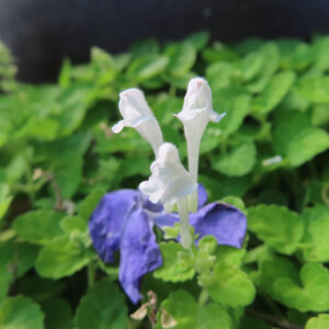 白いタツナミソウの花を接写した写真。毛のある細長い白い花弁が2輪並び、足元には紫色の落ちた花弁が映り込むマクロ撮影