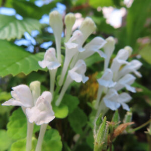 白いタツナミソウの花が群れて咲く様子を接写した写真。毛のある細長い白い花弁が前後に重なり、緑の葉を背景に柔らかく浮かび上がるマクロ撮影
