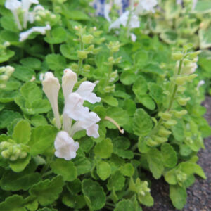 白いタツナミソウの花と淡い緑色のつぼみが群生した葉の上に立ち上がる様子を撮影した写真。毛のある白い花弁が鮮やかな緑葉の中で際立つ