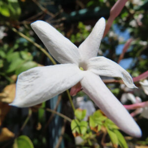 背景にツルを絡ませながら咲く白いハゴロモジャスミンの花の写真