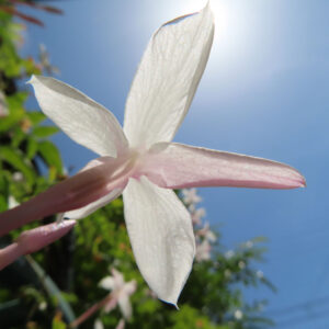 強い日差しと青空を背景に背面から撮影されたハゴロモジャスミンの花の写真