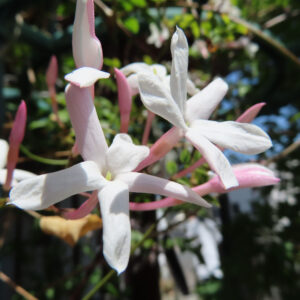 複数の花が重なり合う白いハゴロモジャスミンの自然な構成の写真