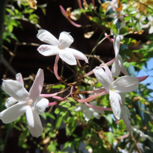 日陰の中で咲き誇るハゴロモジャスミンの繊細な花の写真
