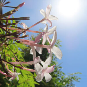 青空に向かって伸びるハゴロモジャスミンの花とつぼみの立体的な写真