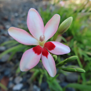 ヒメヒオウギの淡いピンク色の花をクローズアップ撮影した写真。中央に鮮やかな赤い模様が入り、横にはつぼみが複数並んでいる
