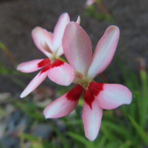 ヒメヒオウギの淡いピンク色の花を至近距離で撮影した写真。花びら中央に鮮やかな赤い模様が入り、二輪が寄り添うように咲いている