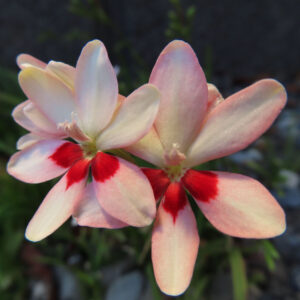 ヒメヒオウギの淡いピンク色の花が寄り添って咲くアップ写真｜赤い斑点模様が鮮やかな六弁花
