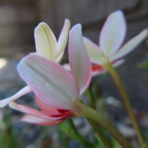 ヒメヒオウギの淡いピンク色の花を背面から捉えたアップ写真｜柔らかな花弁と赤い斑点が光に透ける姿