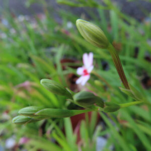 ヒメヒオウギの若い緑色の蕾を前景に捉えたクローズアップ写真｜背景に淡く咲く花がにじむように映る構図