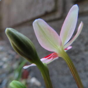 ヒメヒオウギの蕾と淡いピンク色の花を横から捉えたクローズアップ写真｜柔らかな光で透ける花びらと蕾の質感が際立つ構図