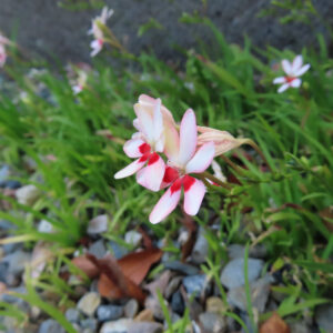 ヒメヒオウギの淡いピンクと赤の花が草地の中で咲く様子を近距離で撮影した写真