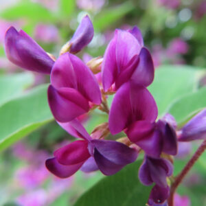 日本の秋に咲くミヤギノハギの紫がかったピンク色の花を超近接で撮影した写真。花弁が立体的に重なり合う構図