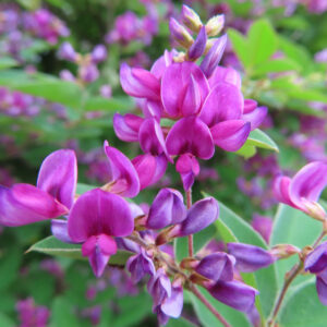ミヤギノハギの花を紫が強い色味でクローズアップ撮影した写真｜蝶形花が密に重なる秋の野の花