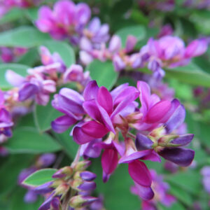 日本の秋に咲くミヤギノハギの紫がかったピンク色の花を接写し、前ボケ背景の中でふんわりと浮かぶように写した写真