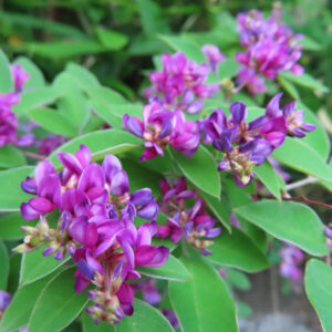 日本の秋に咲くミヤギノハギの紫がかったピンク色の花が葉の上に密にまとまって咲く様子を撮影した写真