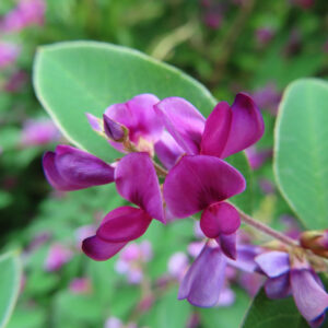 日本の秋に咲くミヤギノハギの濃いピンクから紫色の花を葉と共に近接で撮影した写真。前ボケ背景の柔らかいボケ感