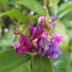 日本の秋に咲くミヤギノハギの紫がかったピンク色の花を葉と一緒に近接で撮影した写真。背景は緑の前ボケ