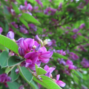 日本の秋に咲くミヤギノハギの紫がかったピンク色の花房を近接で撮影した写真。背景は濃い緑とピンクの前ボケで柔らかい雰囲気