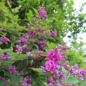 日本の秋に咲くミヤギノハギが濃いピンクから紫色の花を多く付け、緑の葉とともに茂った姿を撮影した写真