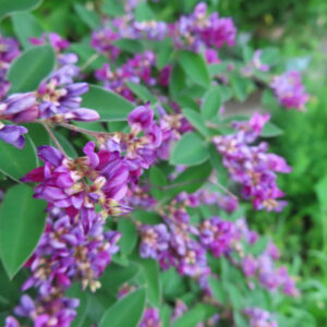 日本の秋に咲くミヤギノハギの紫がかったピンク色の花房が斜め方向に流れる構図で撮影された写真。背景は緑の前ボケ