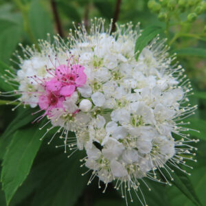 白い花房の中に数輪だけピンクが混じるシモツケの花を接写で撮影した写真｜梅雨時の日本の公園の風景