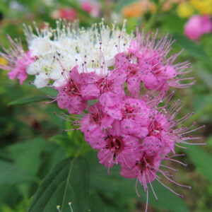 濃いピンク色と白い花房が同じ株に咲くシモツケを接写した写真｜日本の庭園の初夏の花