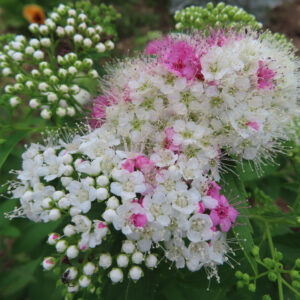 白い小花の中に部分的にピンクが混じるシモツケの花房を接写した写真｜蕾から開花までが一房で見える構図