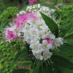 白い小花の中に所々ピンクが混じるシモツケの花房を接写した写真｜蕾と開花が同時に見える構図
