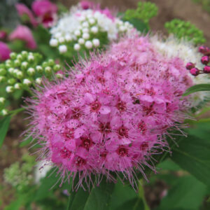 濃いピンクの小花が密集したシモツケの花房を接写した写真｜細い雄しべが放射状に伸びた特徴的な姿