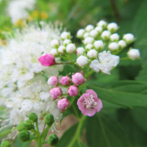 白い蕾と淡いピンクの蕾が混在し一輪だけ開花したシモツケの花を接写した写真｜開花直前の段階がわかる構図