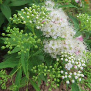白い小花の房と多数の蕾が群生するシモツケを接写した写真｜白花主体で蕾の密度が高い初夏の姿