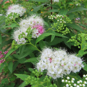 白花主体でところどころ淡いピンクが混じるシモツケの花房と蕾を群生で撮影した写真｜初夏の葉色が鮮やか