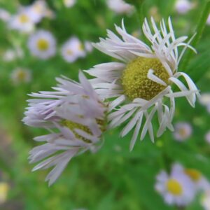 開花途中のヒメジョオンの花が2輪並ぶ接写写真