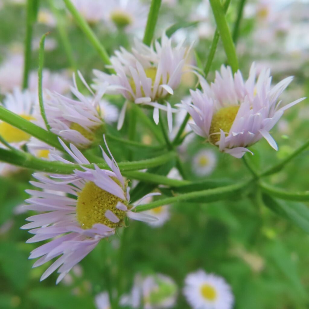 複数のヒメジョオンの花を近接でとらえた立体感のある写真