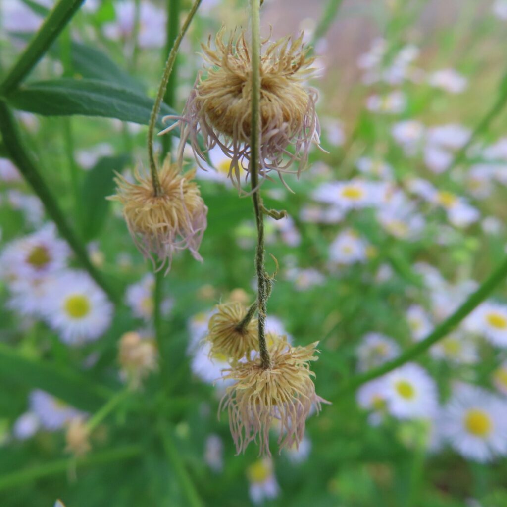 枯れたヒメジョオンの花が垂れ下がる様子を写した写真
