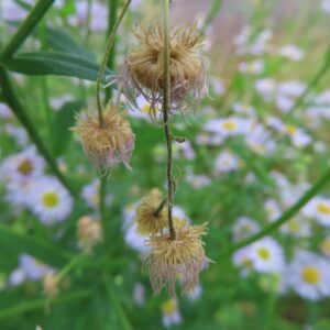 枯れたヒメジョオンの花が垂れ下がる様子を写した写真