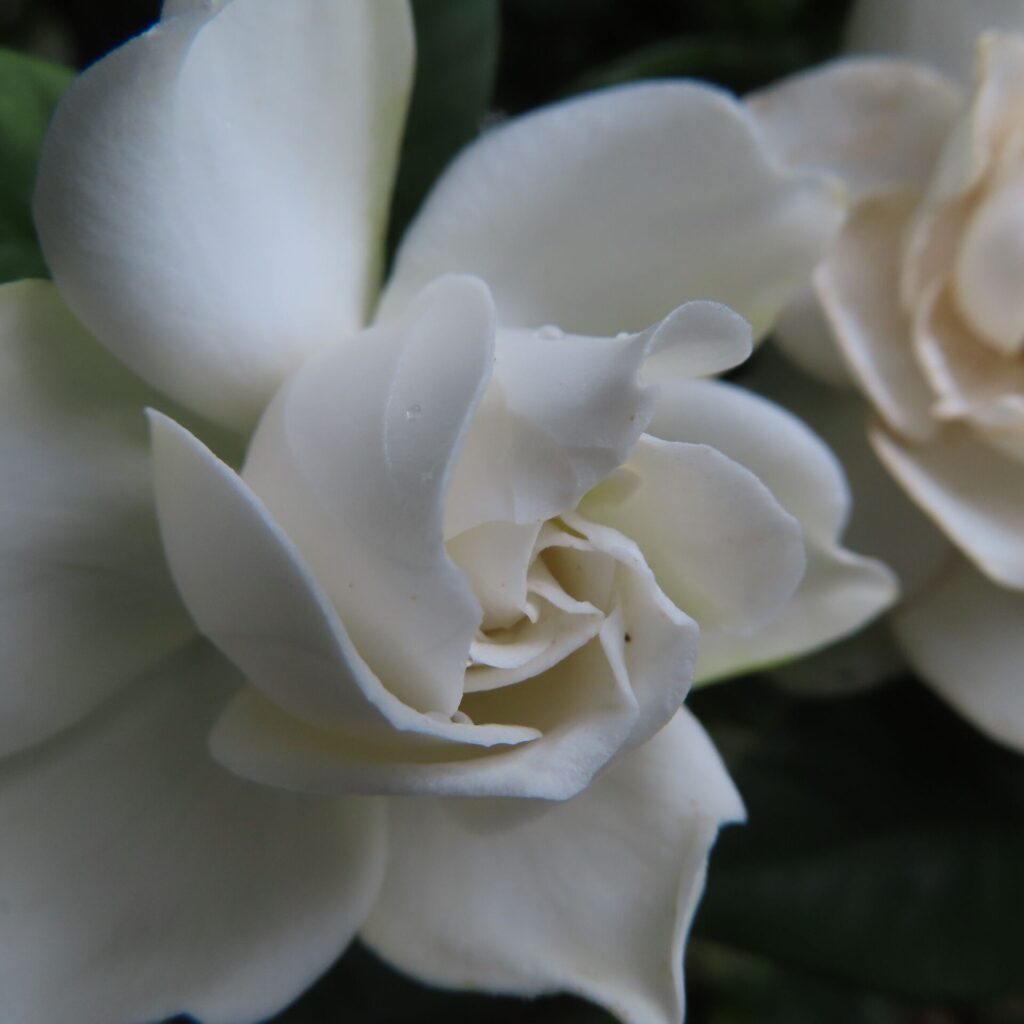 柔らかな光の中で咲くクチナシの花を接写した写真