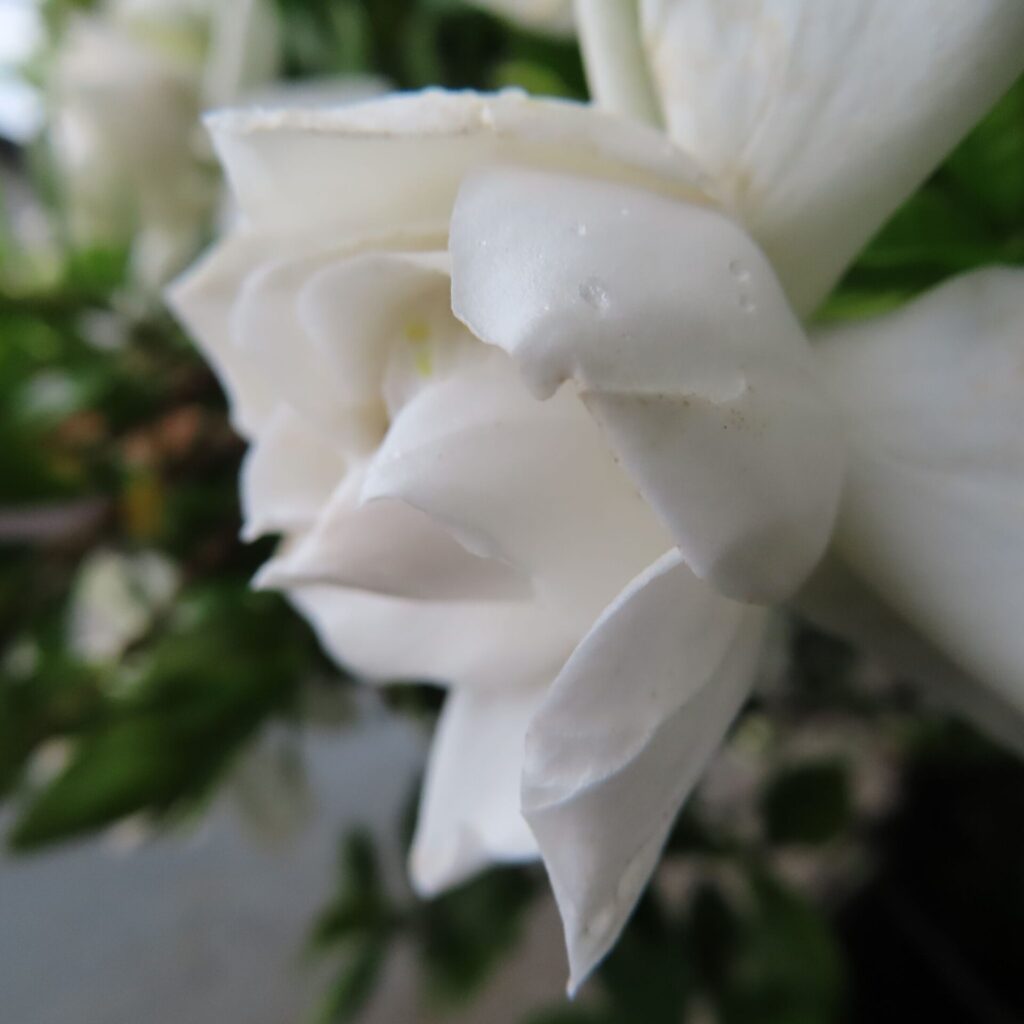 雨粒が残るクチナシの花を斜めから撮影した写真