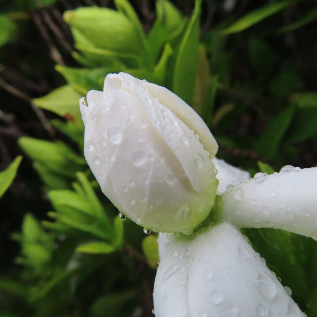 雨上がりの白いクチナシのつぼみに水滴が残る接写写真